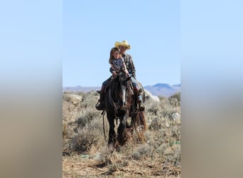 Gypsy Horse, Gelding, 4 years, Black