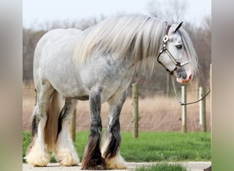 Gypsy Horse, Gelding, 4 years, Grey