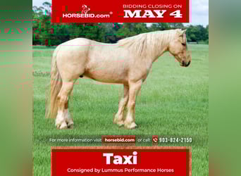 Gypsy Horse Mix, Gelding, 4 years, Palomino