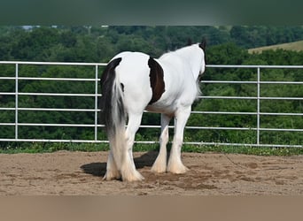 Gypsy Horse, Gelding, 4 years, Pinto