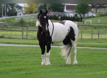Gypsy Horse Mix, Gelding, 4 years, Pinto