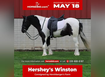 Gypsy Horse Mix, Gelding, 4 years, Pinto