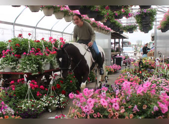 Gypsy Horse Mix, Gelding, 4 years, Pinto