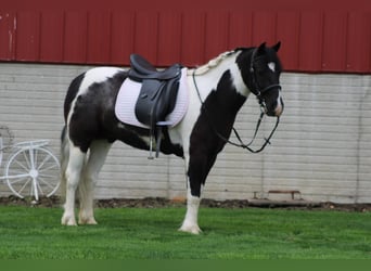 Gypsy Horse Mix, Gelding, 4 years, Pinto