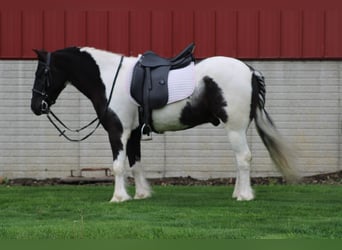 Gypsy Horse Mix, Gelding, 4 years, Pinto