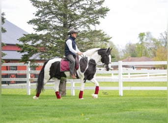 Gypsy Horse Mix, Gelding, 4 years, Pinto