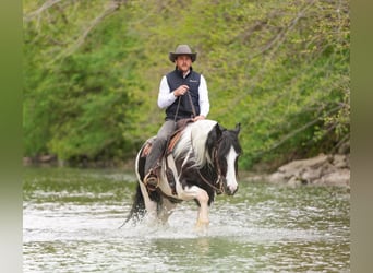Gypsy Horse Mix, Gelding, 4 years, Pinto