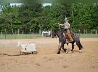 Gypsy Horse Mix, Gelding, 4 years, Roan-Blue