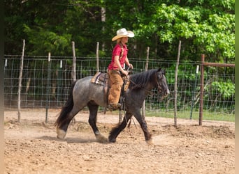 Gypsy Horse Mix, Gelding, 4 years, Roan-Blue