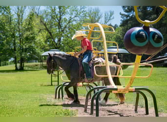 Gypsy Horse Mix, Gelding, 4 years, Roan-Blue