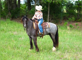 Gypsy Horse Mix, Gelding, 4 years, Roan-Blue