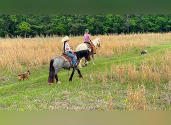 Gypsy Horse Mix, Gelding, 4 years, Roan-Blue