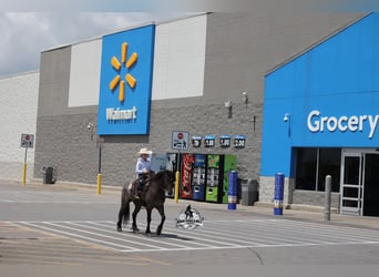 Gypsy Horse, Gelding, 4 years, Roan-Blue