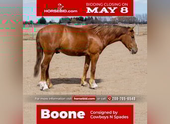Gypsy Horse Mix, Gelding, 4 years, Roan-Red