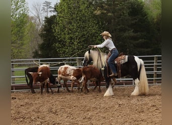 Gypsy Horse, Gelding, 4 years