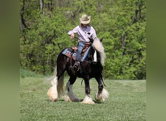 Gypsy Horse, Gelding, 4 years