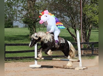Gypsy Horse, Gelding, 4 years