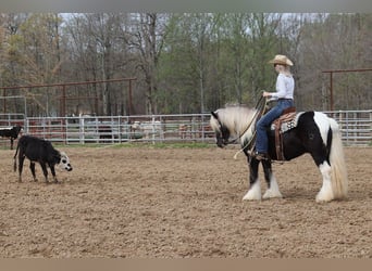 Gypsy Horse, Gelding, 4 years