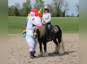 Gypsy Horse, Gelding, 4 years