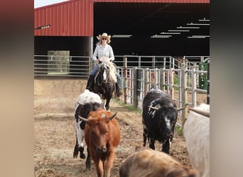 Gypsy Horse, Gelding, 4 years