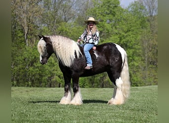 Gypsy Horse, Gelding, 4 years