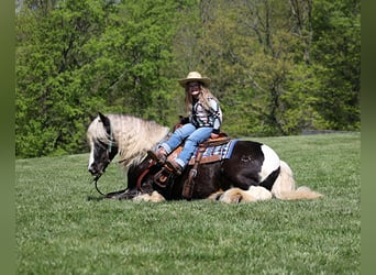 Gypsy Horse, Gelding, 4 years