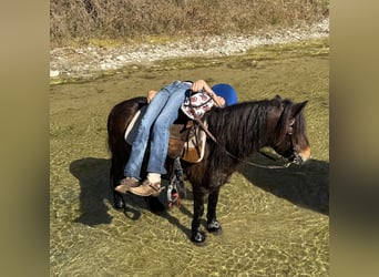 Gypsy Horse Mix, Gelding, 5 years, 10,1 hh, Bay