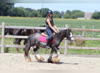 Gypsy Horse, Gelding, 5 years, 11.2 hh, Roan-Blue