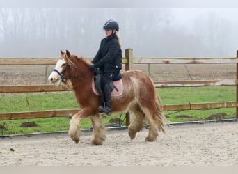 Gypsy Horse, Gelding, 5 years, 11,3 hh, Roan-Red