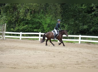 Gypsy Horse, Gelding, 5 years, 12.1 hh, Bay