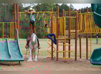 Gypsy Horse, Gelding, 5 years, 12.2 hh, Sabino