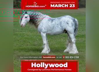 Gypsy Horse, Gelding, 5 years, 12.2 hh, Sabino