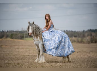 Gypsy Horse, Gelding, 5 years, 12.2 hh, Sabino