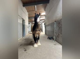 Gypsy Horse, Gelding, 5 years, 12.3 hh, Buckskin Gypsy Horse, Gelding, 5 years, 12.3 hh, Buckskin