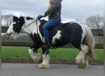 Gypsy Horse, Gelding, 5 years, 12 hh, Pinto