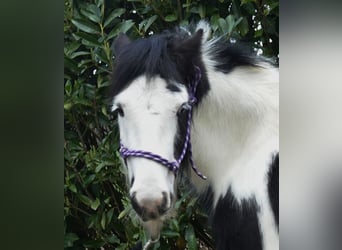 Gypsy Horse, Gelding, 5 years, 12 hh, Pinto