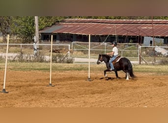Gypsy Horse Mix, Gelding, 5 years, 12 hh, Pinto