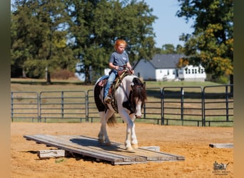 Gypsy Horse, Gelding, 5 years, 12 hh, Pinto