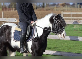 Gypsy Horse, Gelding, 5 years, 12,1 hh, Pinto