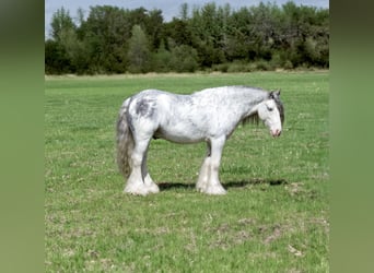 Gypsy Horse, Gelding, 5 years, 12,2 hh, Sabino