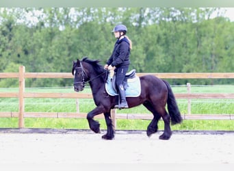 Gypsy Horse, Gelding, 5 years, 13.1 hh, Black