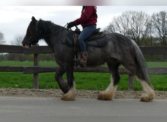 Gypsy Horse, Gelding, 5 years, 13.1 hh, Black