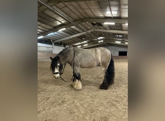 Gypsy Horse, Gelding, 5 years, 13,1 hh, Buckskin