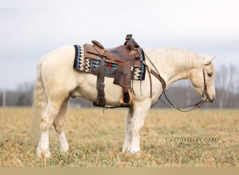 Gypsy Horse Mix, Gelding, 5 years, 13.1 hh, Palomino