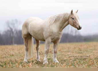 Gypsy Horse Mix, Gelding, 5 years, 13.1 hh, Palomino