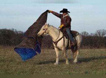 Gypsy Horse Mix, Gelding, 5 years, 13.1 hh, Palomino