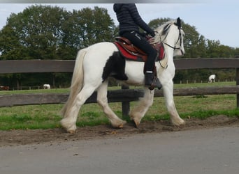 Gypsy Horse, Gelding, 5 years, 13,1 hh, Pinto