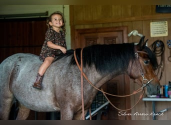 Gypsy Horse Mix, Gelding, 5 years, 13,2 hh, Roan-Bay