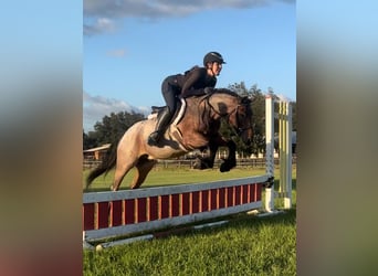 Gypsy Horse Mix, Gelding, 5 years, 13,2 hh, Roan-Bay