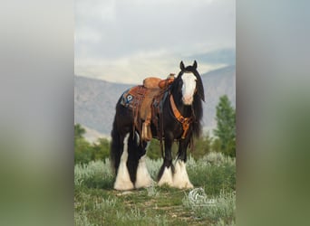 Gypsy Horse, Gelding, 5 years, 13.3 hh, Black